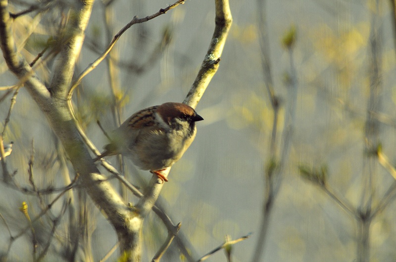 birdie fågel 