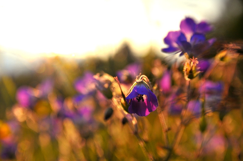 blomster blommor 