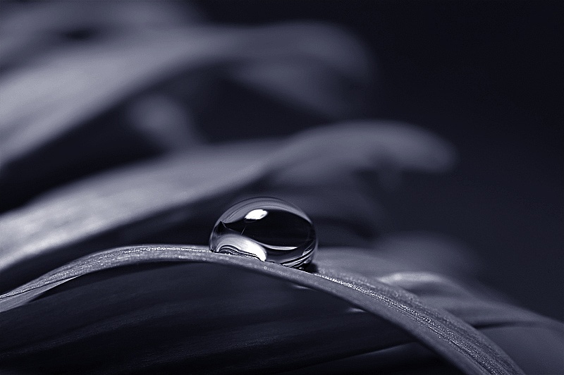 blue drop blomma vattendroppe 
