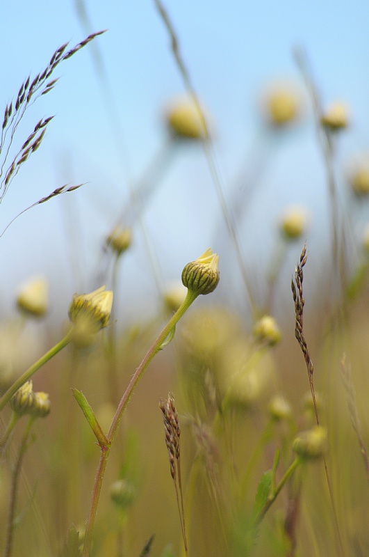 deep in grass  