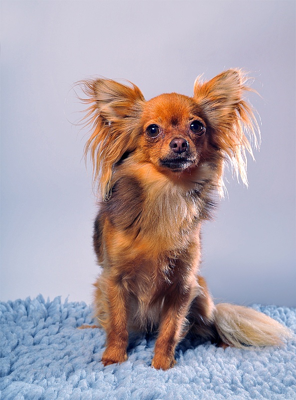 doggy hundar studio 