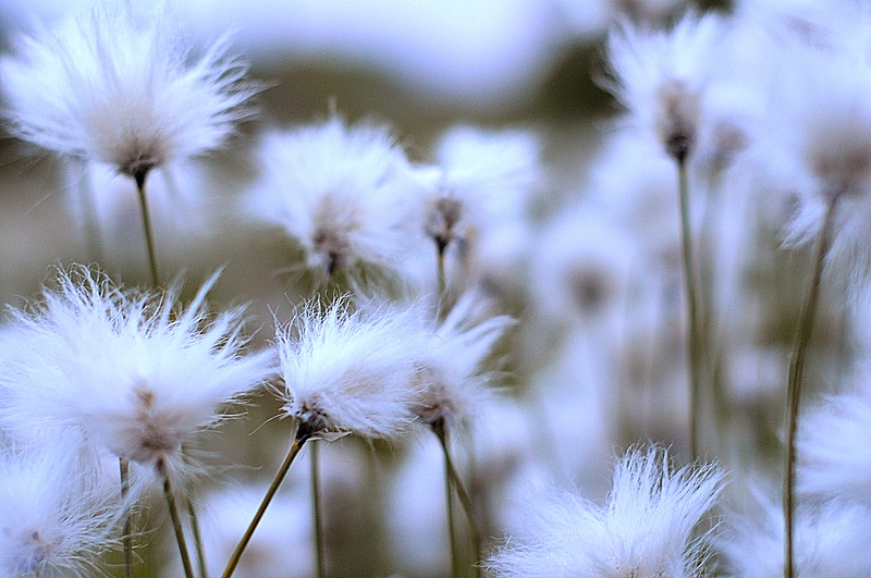 fuzzy  