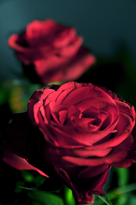 roses rosor 