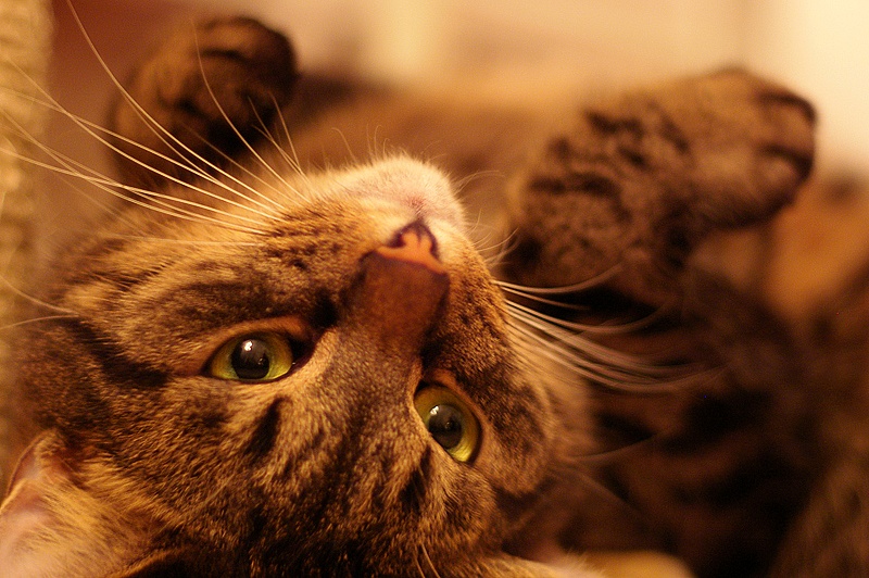 sniff katt 