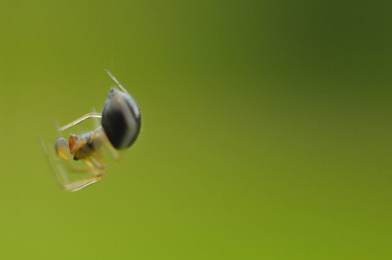 spider spindel 