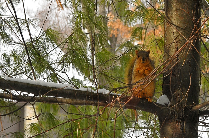 squirrel chicago ekorre 