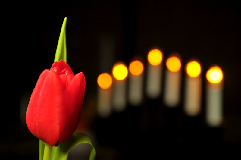 tulip tulpan 