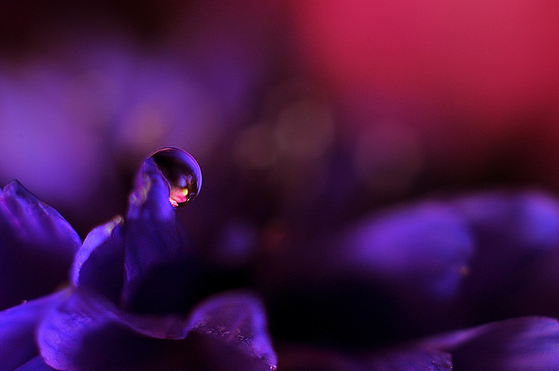 violet drop vattendroppe blomma 