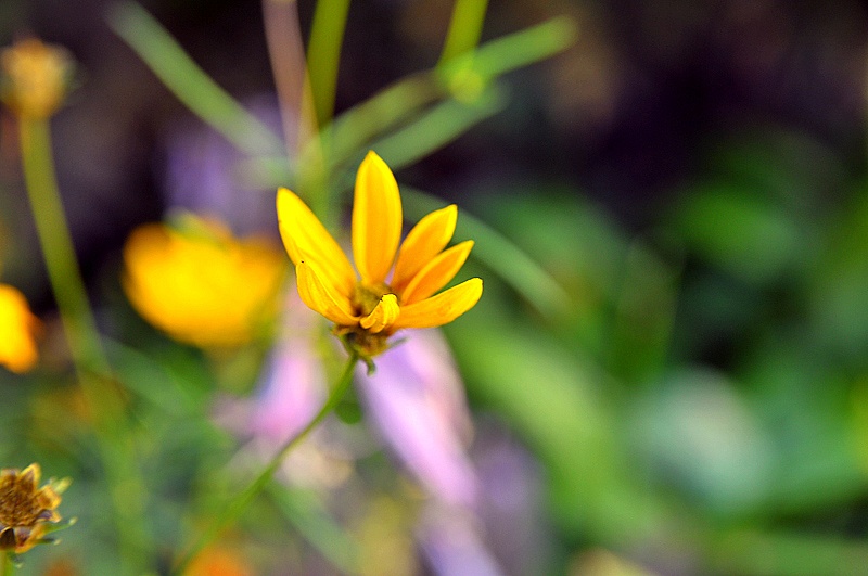 yellow gul blomma 