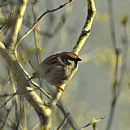 Birdie 