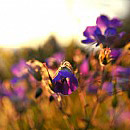 Blomster 
