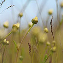 Deep in grass