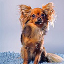 Doggy 