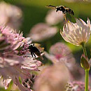 Flying attack
