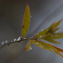 Frostbiten