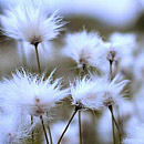 Fuzzy