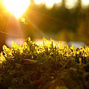 Mossa i solen II 