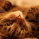 Sniff 