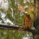 Squirrel 