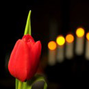 Tulip 