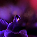 Violet Drop 